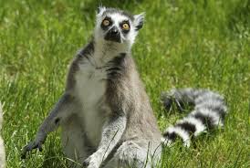 Ring-tailed lemur